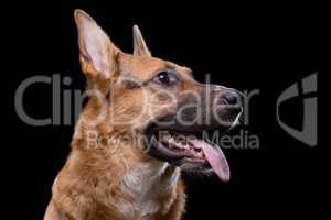 Shot of looking up german shepherd