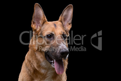 Shot of looking side german shepherd