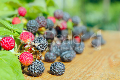 black raspberry fruits