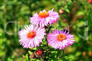 red beautiful asters in the garden