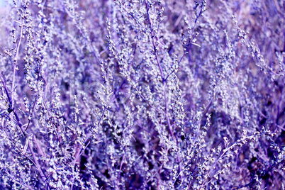 abstract luish-lilac texture from plants