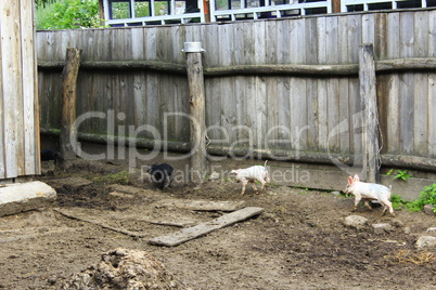 piglets running