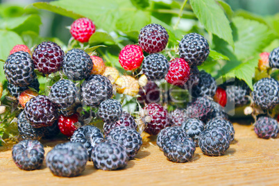 black raspberry fruits