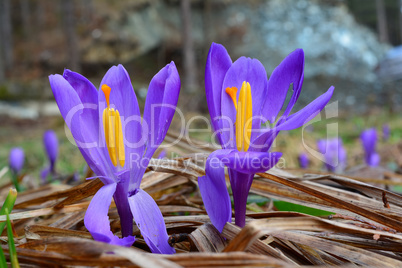 Two damaged crocuses, close up