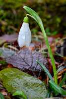 One Snowdrop with dew drops