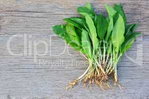 Wild garlic, leaves and bulbs