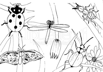 Kid style ink drawing meadow objects, plants, flowers, grass, insects, hand drawn vector illustration