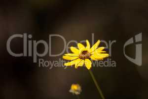 Black eyed Susan yellow daisy flower Rudbeckia fulgida