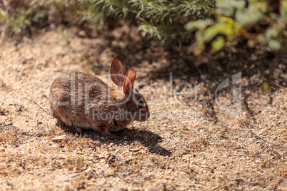 Juvenile rabbit, Sylvilagus bachmani, wild brush rabbit