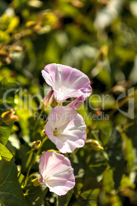 Pink shiva morning glory flower Ipomoea purpurea