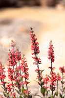 Bright fuchsia pink scarlet bugler flowers