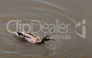 Wild Mallard duck bird, Anas platyrhynchos