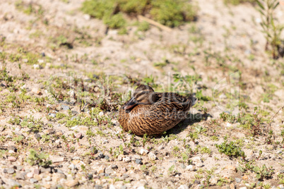 Wild Mallard duck bird, Anas platyrhynchos