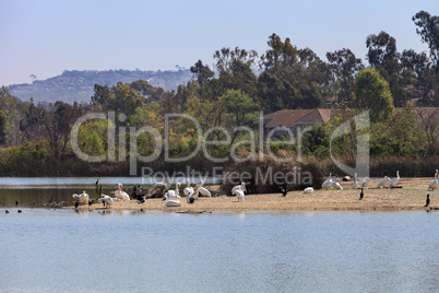 Great white pelicans Pelecanus onocrotalus