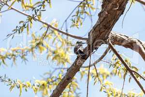 Hairy woodpecker Picoides villosus