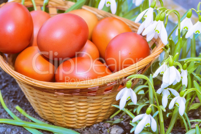 Easter eggs in a wicker basket and snowdrops.