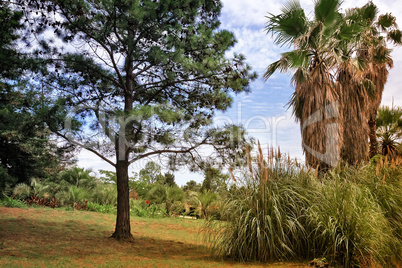 Arboretum of tropical trees and plants.