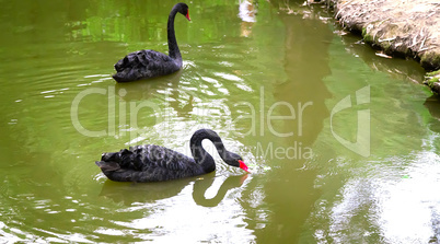Two black swans on the lake .
