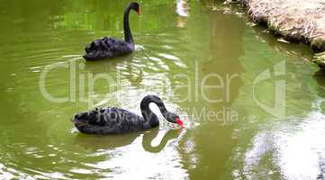Two black swans on the lake .