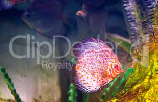 Marine fish swimming in the aquarium.