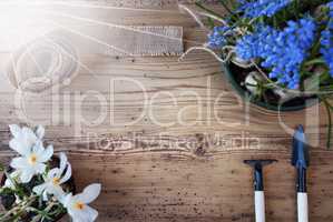 Sunny Spring Flowers, Copy Space For Advertisement, Free Text