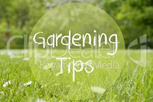 Gras Meadow, Daisy Flowers, Text Gardening Tips