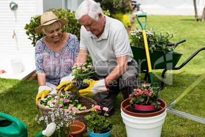 Senior couple gardening together