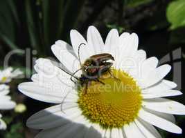 Sex two beetles on flower photo contact