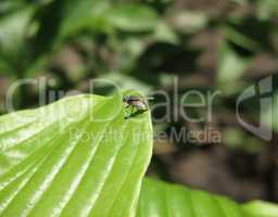 Fly on the leaf photo