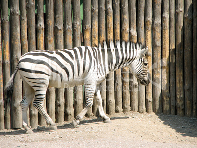 Zebras standing in a safari zoo photo