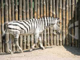 Zebras standing in a safari zoo photo