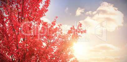 Low angle view of autumn tree