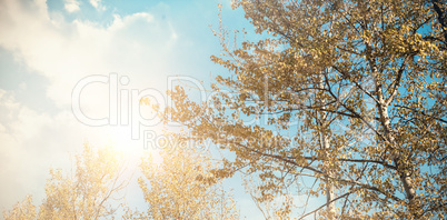 Low angle view of trees against sky