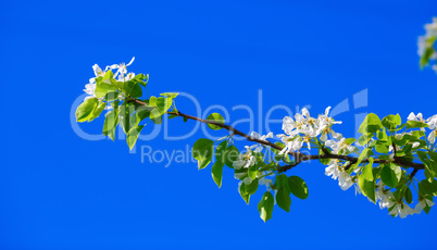 Blooming tree branch