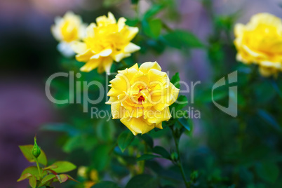 Yellow rose flowers