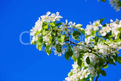Spring flowering tree branch