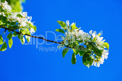 Blossoming tree branch