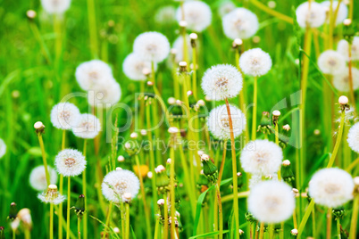 Meadow of dandelions