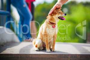 Shiba Inu in garden