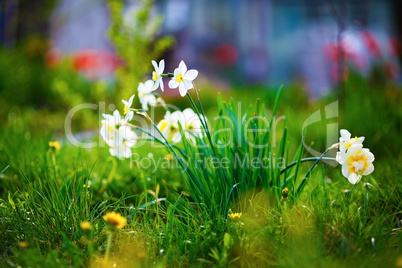 Blooming white daffodils