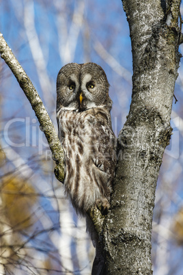 Great Gray Owl