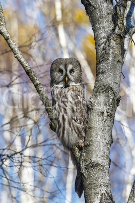 Great Gray Owl