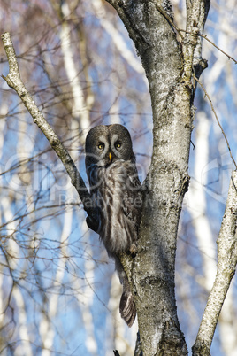 Great Gray Owl