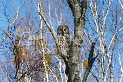 Great Gray Owl