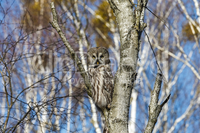 Great Gray Owl