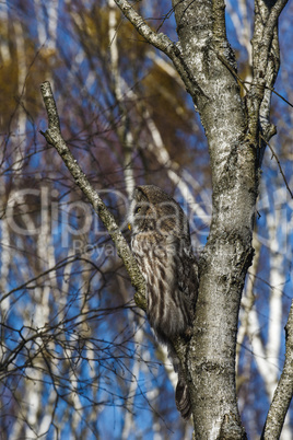 Great Gray Owl