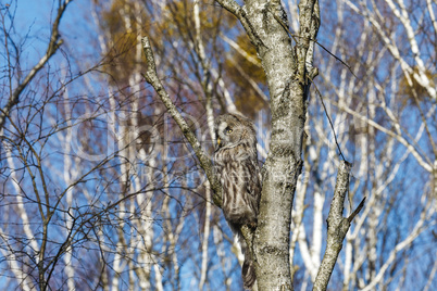 Great Gray Owl