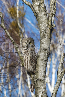 Great Gray Owl