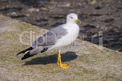 Larus gull in a summer day