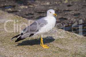 Larus gull in a summer day